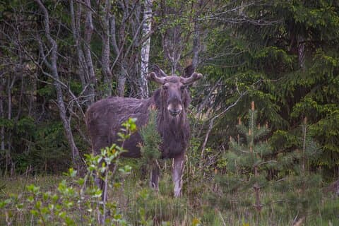Fra Helsingfors: Moose & Wildlife Safari med campfire middag