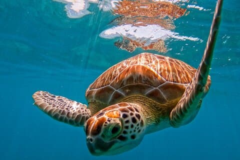 Akumal snorkling med skildpadder