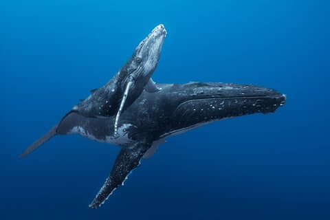 Half day Whales watching PRIVATE group