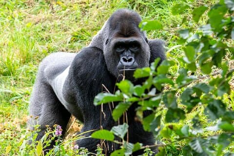 3 Day Gorilla Trekking at Bwindi impenetrable Forest
