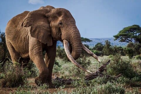 3 Days, 2 Nights - Amboseli Safari (With Tsavo East Drive -by)