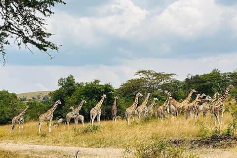 Safari di 7 giorni in Uganda: Gorilla, laghi e parchi nazionali