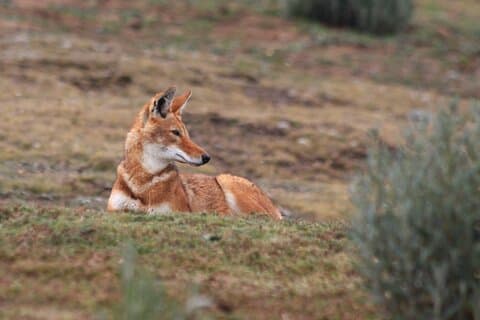 Oppdag tur til Bale Mountains NP inkl. Addis Abeba (3dager)