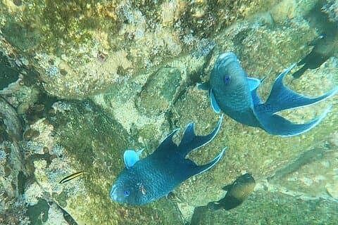 Snorkel Marietas Islands and Beginner Surf Experience