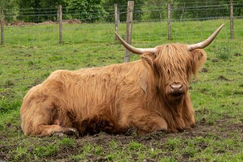 A experiência de Highland Cows na Escócia