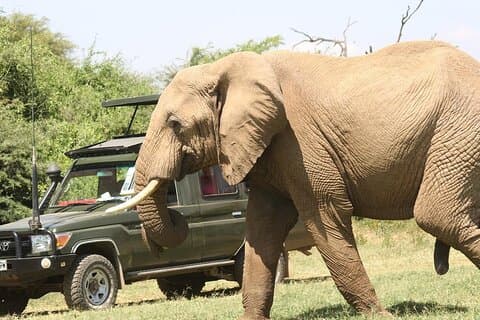 4 días de belleza indómita de los mara y nakuru masai en Sarova Lodges