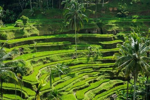 Bali: Amazing Ubud Wasserfall, Penglipuran Dorf, & Tirta Empul