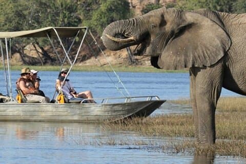 From Victoria Falls Chobe National Park Day Trip