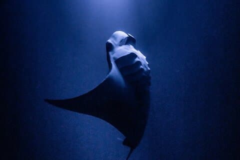 Eén tank Manta nachtduik en snorkelen