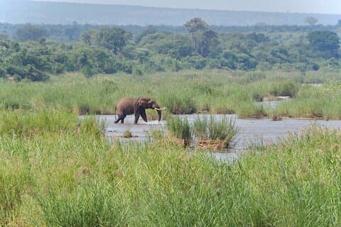 Excursion d'une demi-journée au parc national Kruger au départ de Hoedspruit