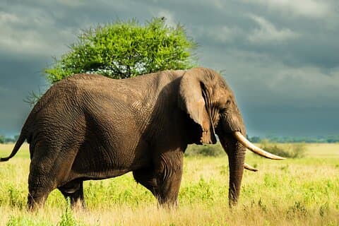 From Zanzibar: 3 Days Safari Northern Circuit with Flights