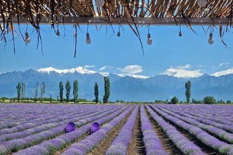 Tour della fattoria e dei campi di lavanda di Alpaca