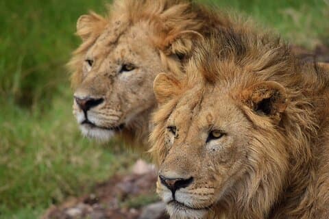3-Day Fly-In Safari to the Iconic Serengeti