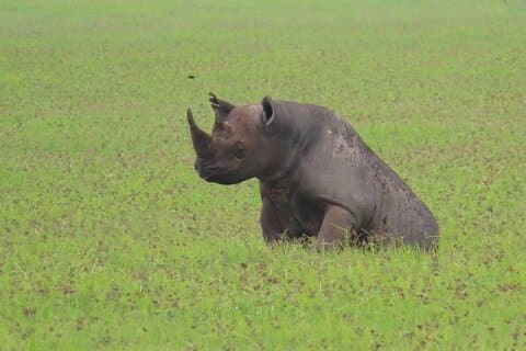 Tour privado de 4 días por Arusha Safari