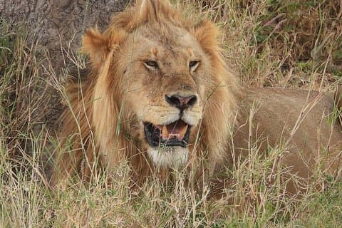 1 ganztägiges Safari-Abenteuer im Tarangire-Nationalpark