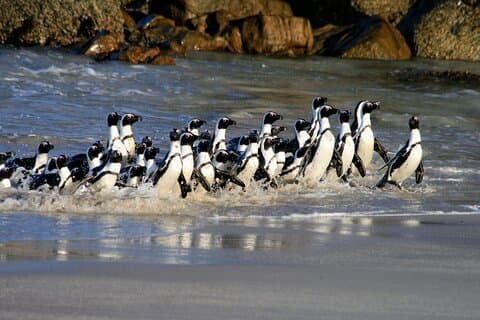 Tour para grupos pequeños en Cabo de Buena Esperanza y Pingüinos-All Park Fees Incl.