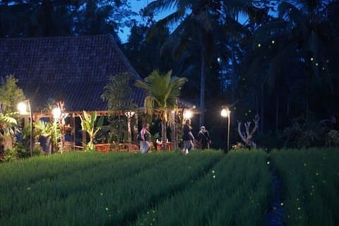 Ubud: Vie de village balinais, dîner à la ferme biologique et visite des lucioles