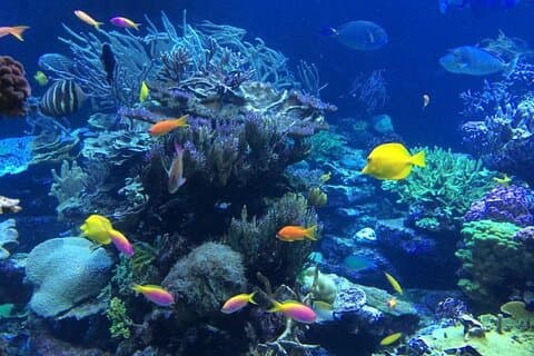 Mnemba Island Snorkeling