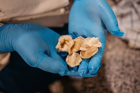Orecchiette Workshop in Cologne Fresh Pasta as in Southern Italy