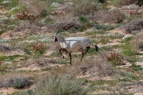 Mountain Hiking Experience in Nature Reserve Madinah