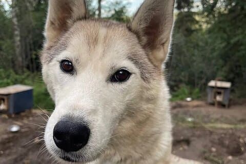 Visite du chenil de Husky en Sibérie à Fairbanks Alaska