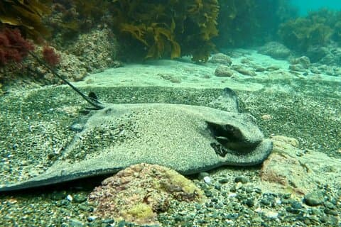 Prova Scuba Dive