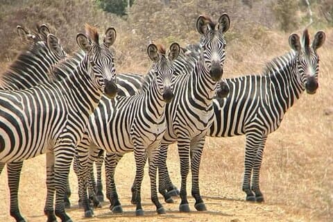 1 Day Trip in Mikumi from Dar es Salaam