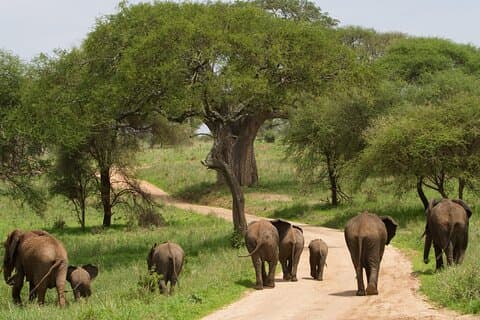 1 Tag Tarangire Nationalpark Safari Tour ab Arusha