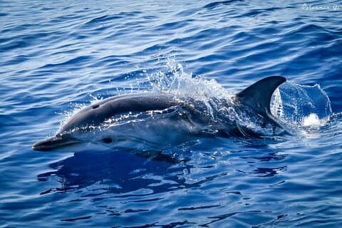 Monaco whale watching cruise