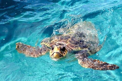 Zakynthos Cruise til Marathonisi, Keri Caves & Turtle Spotting