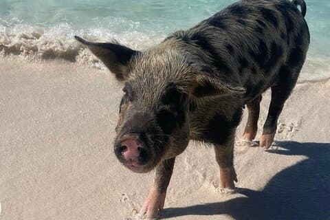 Badgrisar möter och Rose Island Beach Day Adventure
