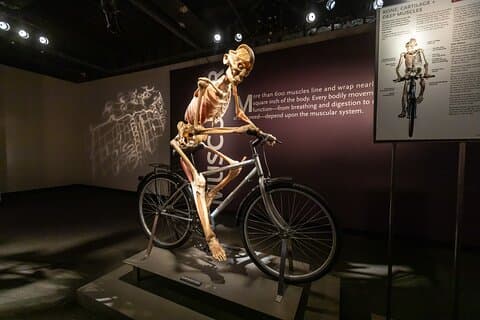 ルクソール・ホテル・アンド・カジノでの「ボディーズ・ザ・エキシビション」