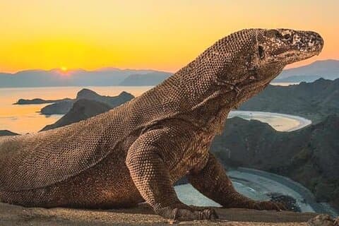 Komodo Island 2 dage 1 nat tur med fly fra Bali