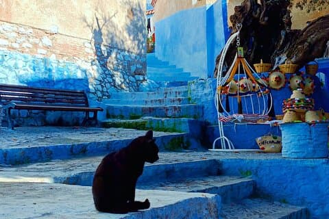 Dagtrip naar Chefchaouen vanuit Fez-groepsreis
