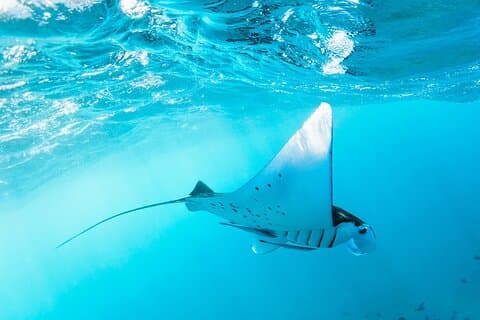 Nusa Penida Manta Point oder Manta Bay Schnorchelausflug auf Bali