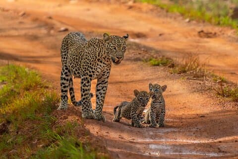 Yala National Park Safari Tours - Half Day & Full Day