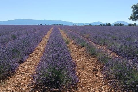 Provencal Elegance Lavender Olivenolje og Pistachio