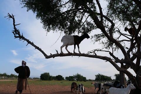 trees–climbing goats of morocco–half day tour from Agadir