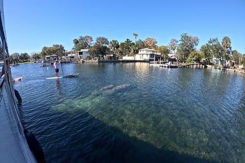 Kings Bay Manatee ser på cruise