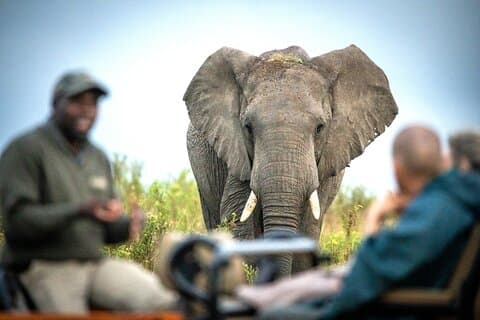 2 Nätter Gondwana Safari Tour från Kapstaden