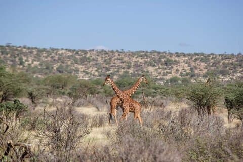 Tour de Jeep privado de dois dias em Amboseli National Park