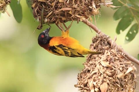 7 días 6 noches Observación de aves en Ghana y la naturaleza
