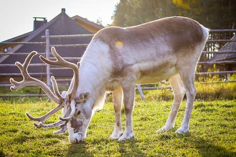 Rendierboerderij en Ranua Wildlife Park