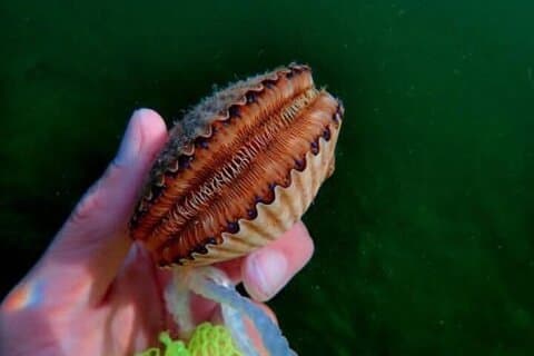 Private Crystal River Scalloping Charter
