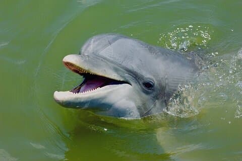 Familienfreundliche Delfin-Naturkajaktouren in Hilton Head