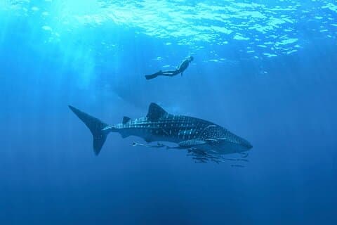 Aventura de buceo con tiburón ballena de día completo con almuerzo en la playa