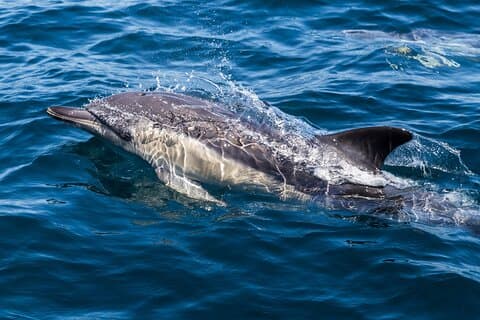Gibraltar Sightseeing & Delfinskådningstur från Costa del Sol