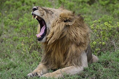 Gita di un giorno al Parco Nazionale Nakuru da Nairobi