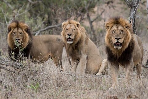 7-daagse tour in Kenia Nationale Parken