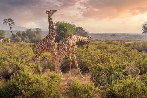 Chobe Safari Day Trip from Victoria Falls